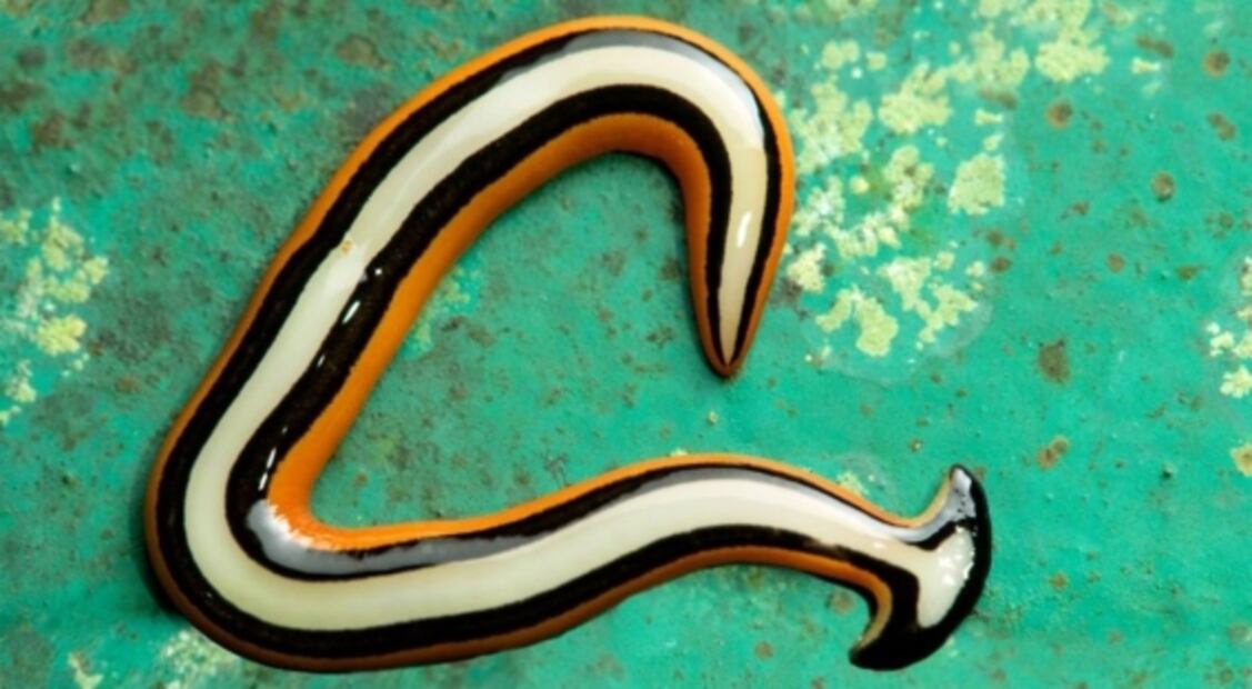 Tres animales "inmortales" que impresionaron a los científicos durante décadas