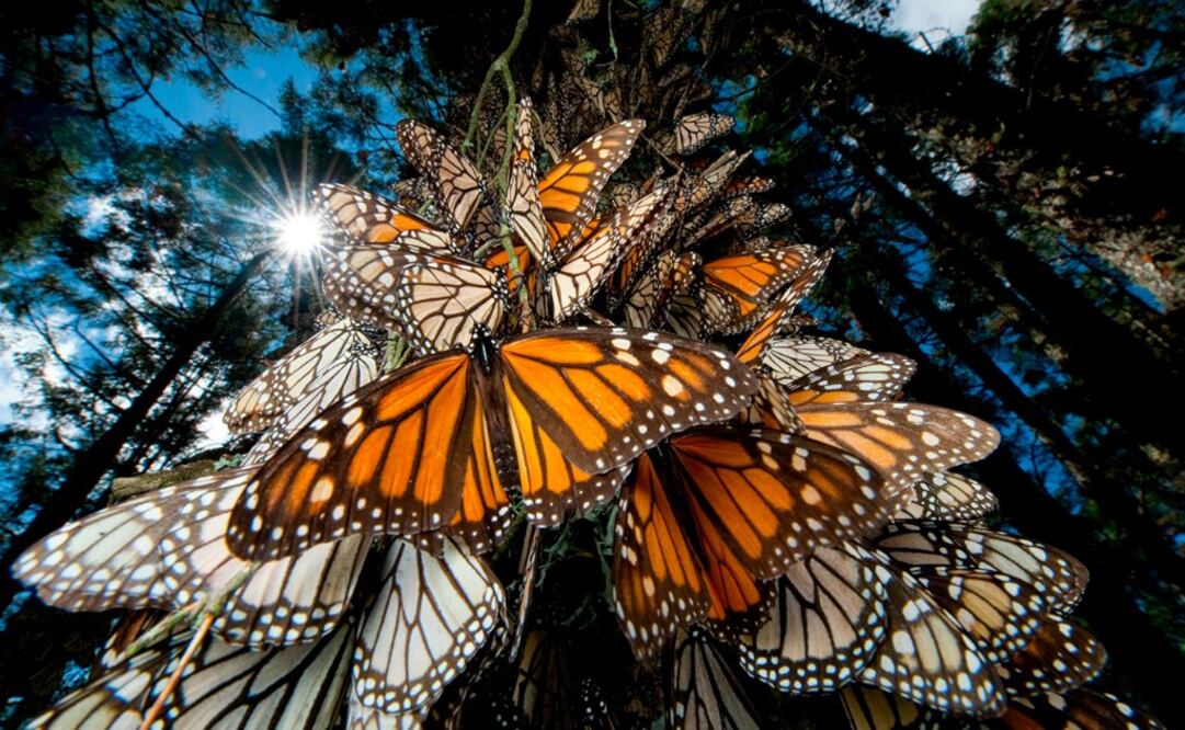 El vuelo de la mariposa monarca es todo un espectáculo, ¡no te lo pierdas! (Foto: Cortesía Turismo de Michoacán)