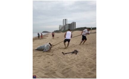 Hallan otros dos lobos marinos muertos en playa de Mazatlán