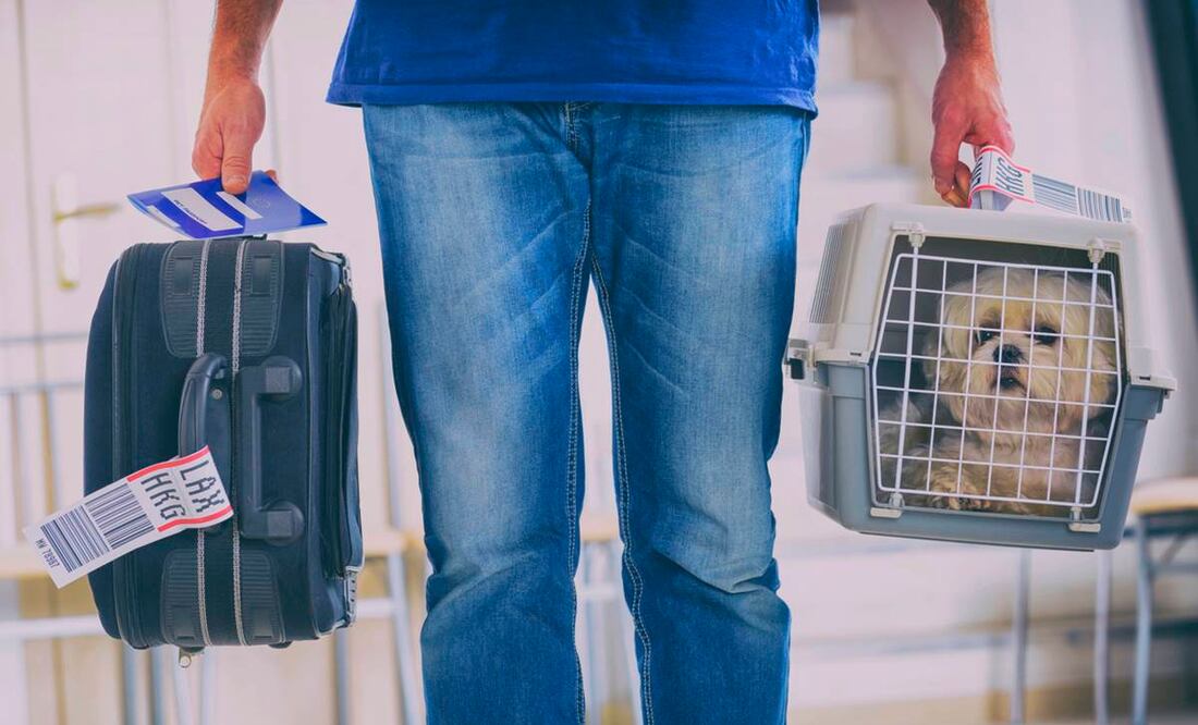 Es indispensable llevar a tus mascotas en una transportadora. Fotos: iStock