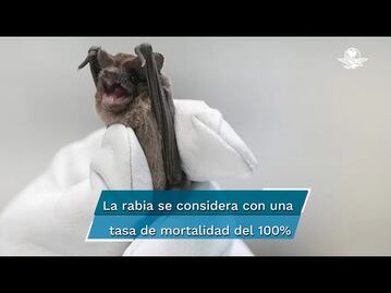 Niña de 2 años que sufrió mordedura de murciélago en Oaxaca; no presentó síntomas de rabia