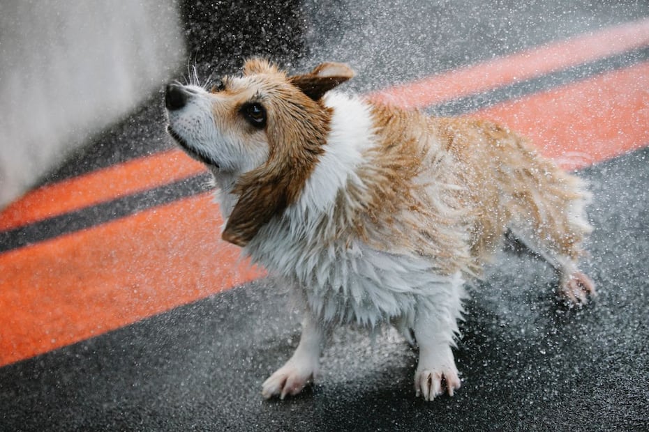 El clima húmedo representa un desafío para la salud de las mascotas. Foto: Pexels