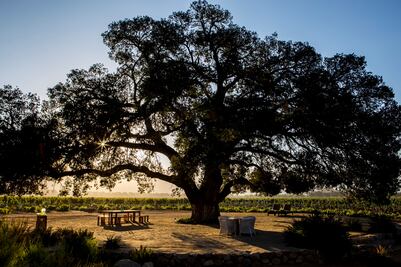 Ensenada: guía de viaje por la Ruta del Vino