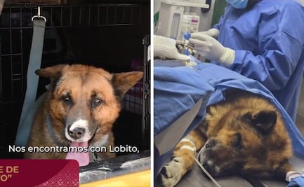 Reportan estable a “Lobito” tras cirugía ortopédica; perrito fue lanzado de escalera de 15 metros en Naucalpan