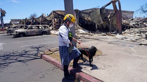 Perritos rastreadores de cadáveres: herramienta clave en los incendios en Hawái