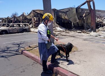EU refuerza labores de rescate de cuerpos en Hawái con más equipos caninos