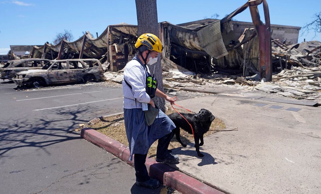 Un rescatista con su perro rastreador de cadáveres opera en Lahaina, en Hawái. FOTO: RICK BOWMER. AP