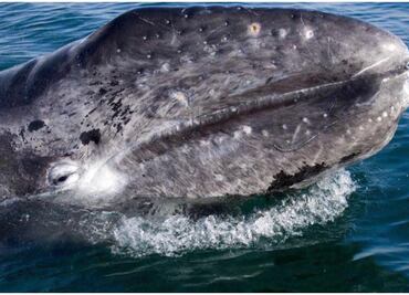 Las ballenas en Baja California Sur, un regalo de la naturaleza; prevén derrama económica por avistamientos