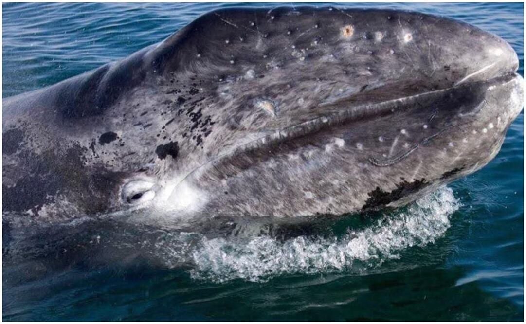 Las ballenas en Baja California Sur, un regalo de la naturaleza. Foto: Especial