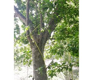 Alemán de la tercera edad intenta suicidarse en Yucatán