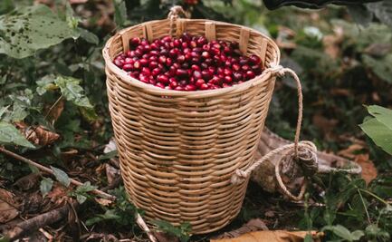 Este café oaxaqueño está inspirado en el Beaujolais Nouveau