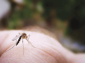 Combaten plaga de mosco en la zona de Tula, Hidalgo