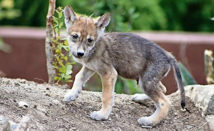 8 Mexican gray wolf pups were born in Coahuila