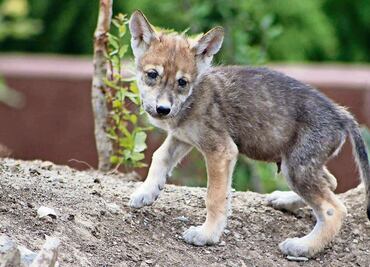 8 Mexican gray wolf pups were born in Coahuila