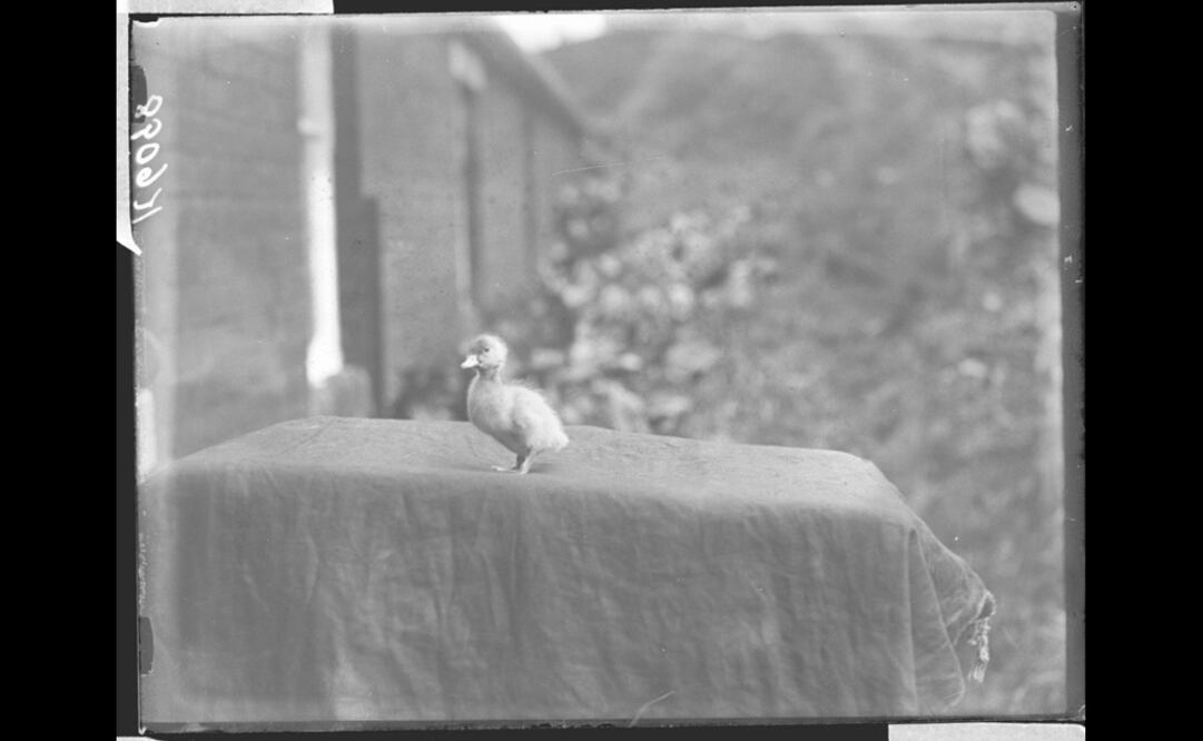 Foto: Twitter / The Museum of English Rural Life