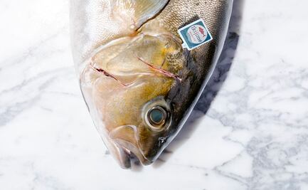 Kampachi, uno de los reyes marinos de México para el mundo