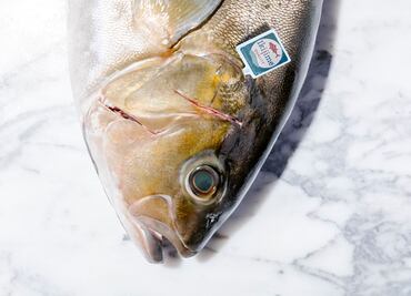 Kampachi, uno de los reyes marinos de México para el mundo