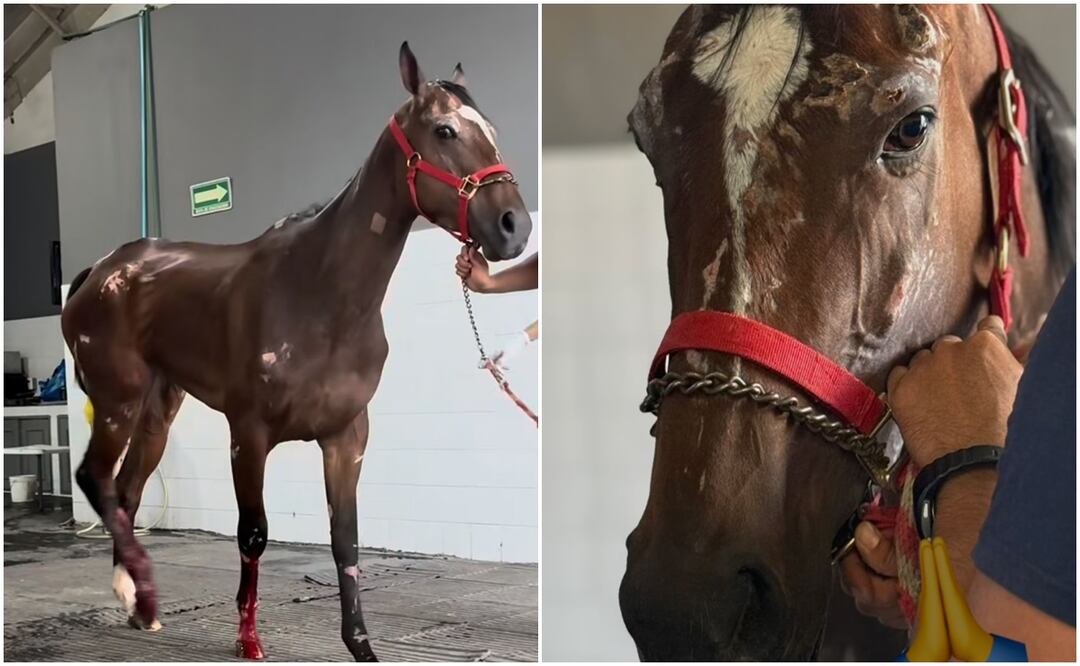 Este caso extremo fue tomado por la organización Seres Libres A.C., ya que el animal de competencia se encontraba en un estado delicado de salud, pues luce desnutrida, con varios raspones y las patas le sangraban. Fotos: Seres Libres A.C.