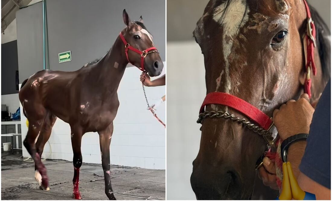 Este caso extremo fue tomado por la organización Seres Libres A.C., ya que el animal de competencia se encontraba en un estado delicado de salud, pues luce desnutrida, con varios raspones y las patas le sangraban. Fotos: Seres Libres A.C.