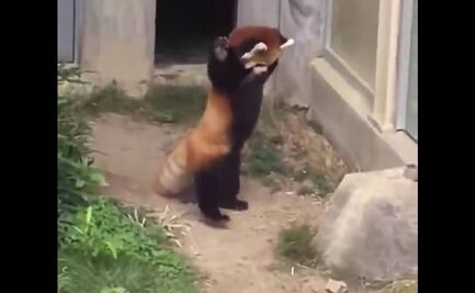 Hay cosas más importantes para la CNDH, dice consejero que compartió clip de panda