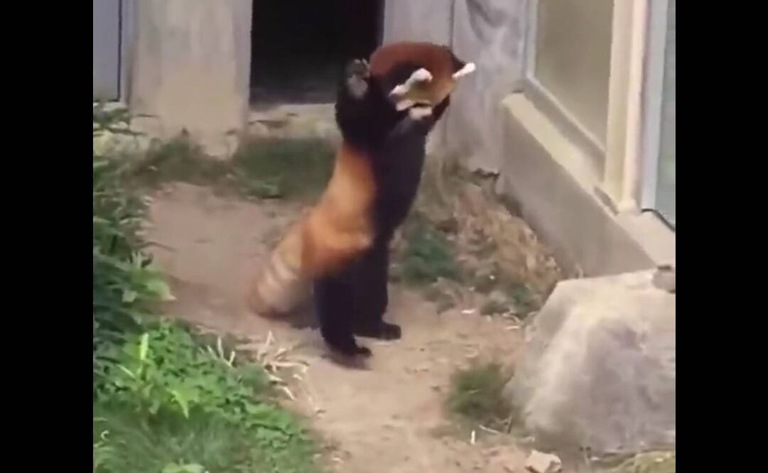 FOTO: tomada de video viral 