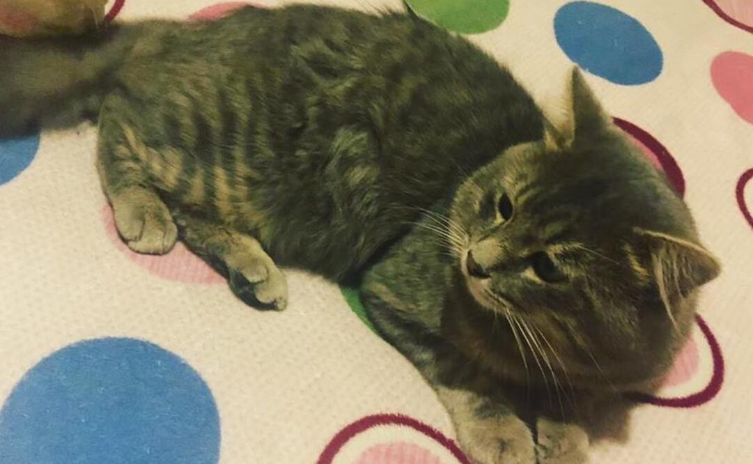 Hoy nos toca festejar a los gatos