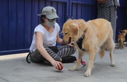 Taller de rehabilitación para perros con miedo a la pirotecnia en Tlalpan; ve cómo inscribir al tuyo