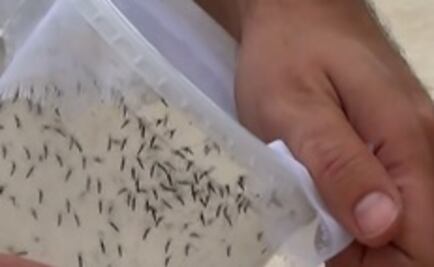 ¿Qué es el Zika? En México hay 18 casos