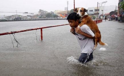 Entérate. Qué hacer con tus mascotas durante un huracán