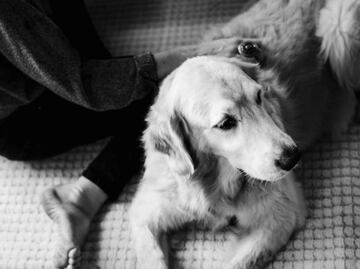 Las 10 mejores frases para perros fallecidos; ayudan a superar el duelo