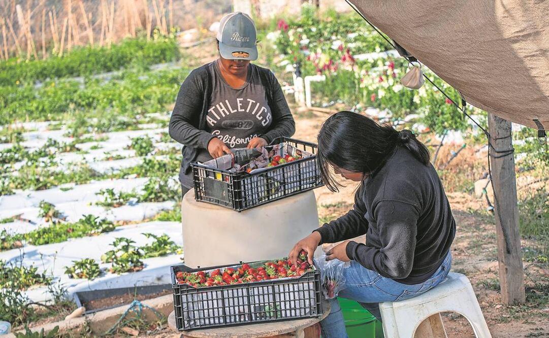 La querella legal se dio después de que el DHS solicitó al IRS entregar las direcciones de aproximadamente 700 mil indocumentados identificados para su deportación. Foto: Juana García/EL UNIVERSAL