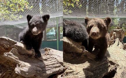 Profepa rescata a osos que quedaron huérfanos tras incendio forestal en Chihuahua; Zoológico los exhibe, denuncian en redes