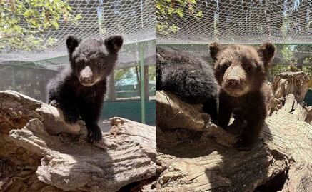 Profepa rescata a osos que quedaron huérfanos tras incendio forestal en Chihuahua; Zoológico los exhibe, denuncian en redes