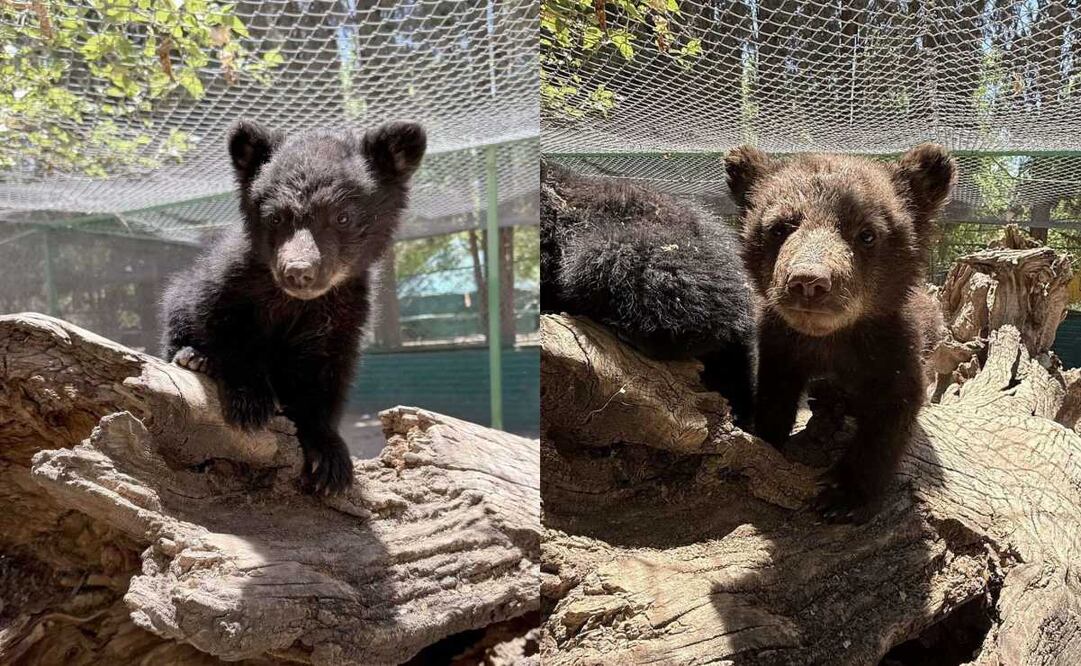 Profepa rescata a hermanos osos. Fotos: Especiales