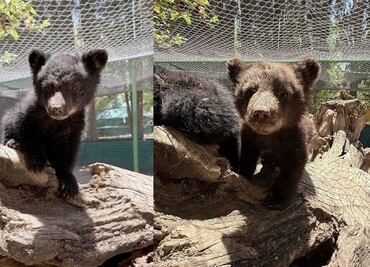 Profepa rescata a osos que quedaron huérfanos tras incendio forestal en Chihuahua; Zoológico los exhibe, denuncian en redes