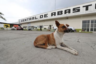 Denuncian abandono de perros en la Central de Abastos de Toluca