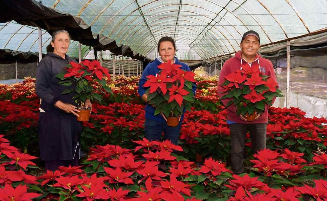 La familia Tenorio Meza comenzó a sembrar nochebuenas desde hace 30 años y actualmente tiene un invernadero llamado Tecnoplant Colibrí; relataron que su padre les inculcó el amor por las plantas. Foto: Osmar Alvarado / EL UNIVERSAL