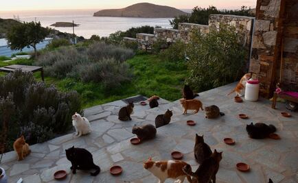 ONG en Grecia busca empleados para cuidar gatos en isla