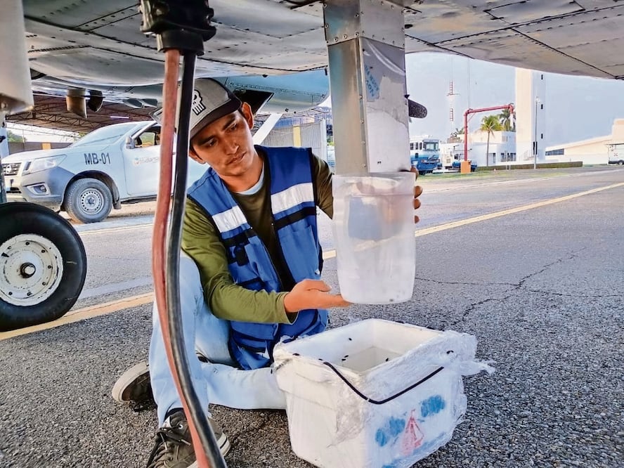 En Tampico se abrió una planta de moscas estériles contra la plaga. Foto Especial