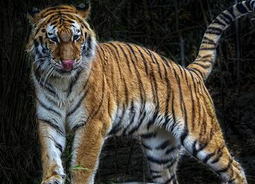 Tigre arranca mano a cuidadora y ataca a dos más en parque de safari