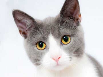 Descubre cada cuanto se debe bañar un gato, según una profesional