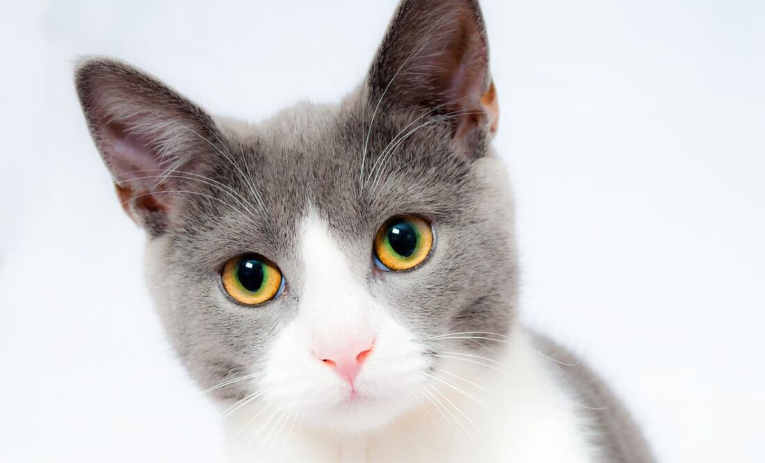 Los gatos suelen mostrar hostilidad hacia el baño y lo propensos que son a cambios en su rutina, es necesario acostumbrar a tu mascota desde pequeña al baño. Foto: Archivo / EL UNIVERSAL