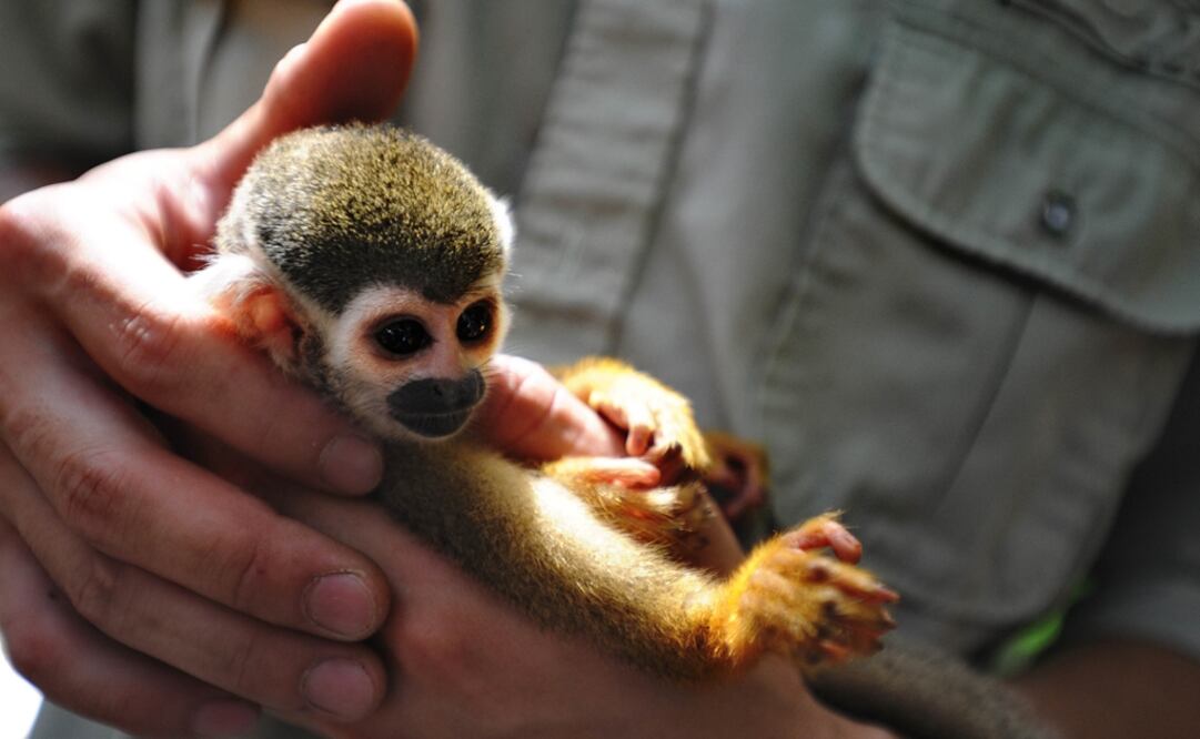 The loss of species was mainly caused by the degradation of their natural habitats, wildlife over-exploitation, and other human activities - Photo: Liu Dawei/Xinhua