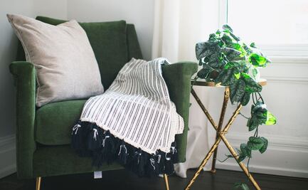 Descubre 3 plantas de interior duraderas y fáciles de cuidar