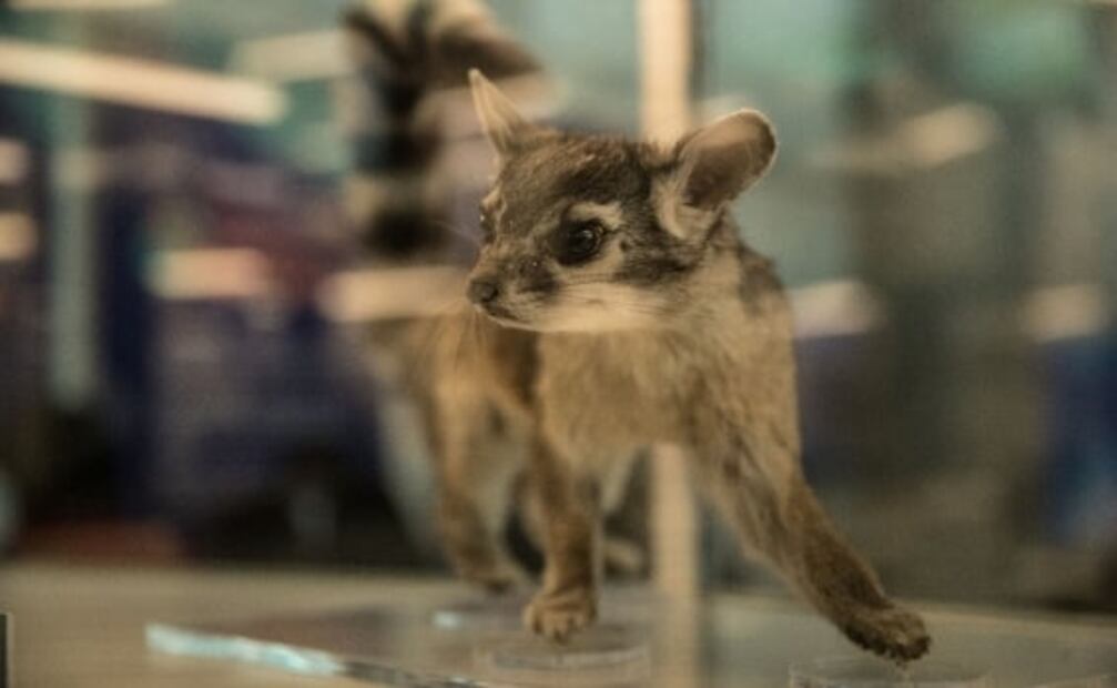 Pabellón Nacional de la Biodiversidad, un museo para romper mitos
