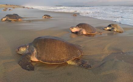 Tortugas, en riesgo por turismo
