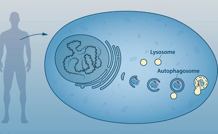 La autofagia, el proceso celular de “comerse a sí mismo”