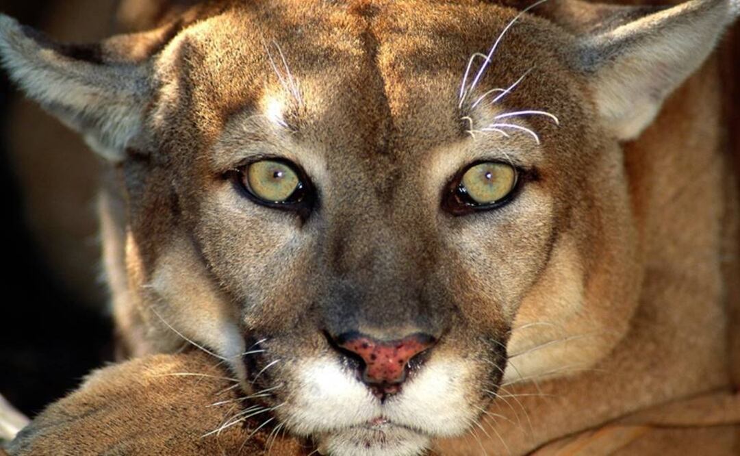 Se examinó por primera vez la adaptación de los animales a los cambios ambientales en los bosques tropicales. Foto: Archivo