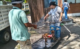 Agreden a perrita con líquido caliente en Veracruz; autoridades la mantienen bajo tratamiento