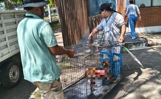 Agreden a perrita con líquido caliente en Veracruz; autoridades la mantienen bajo tratamiento